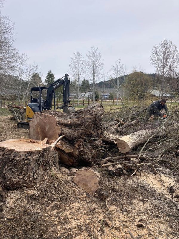 Tree Trimming and Removal