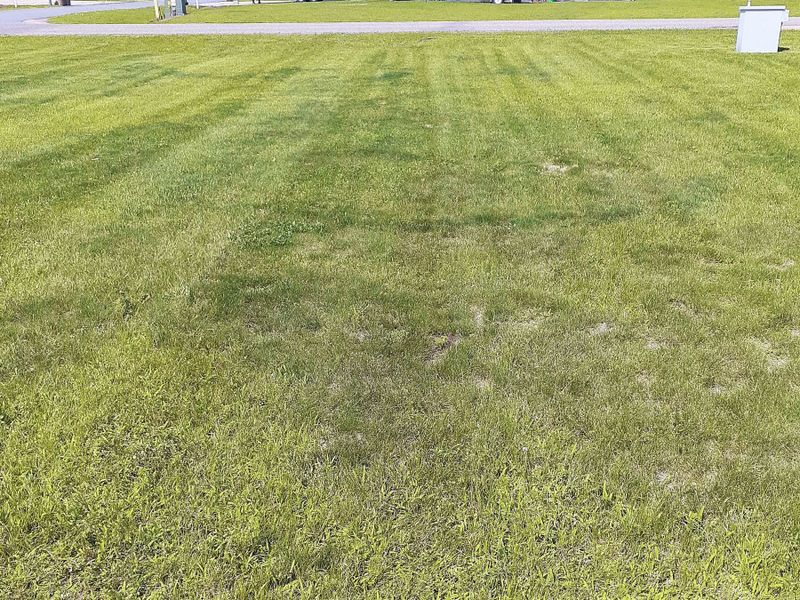 Lawn Maintenance