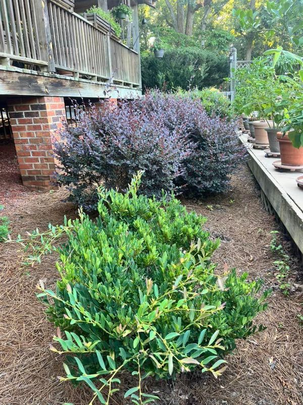 Shrub Trimming
