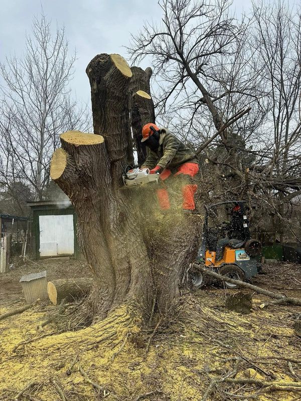 Tree Removal