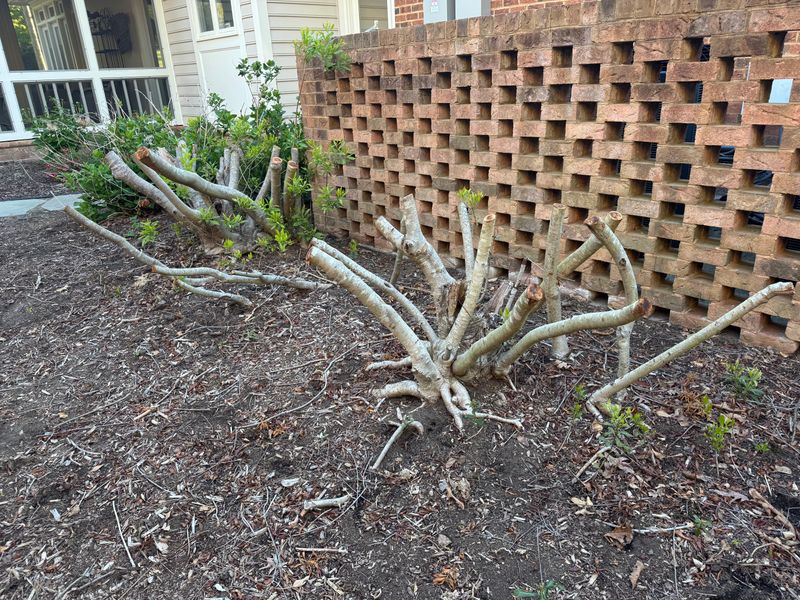 Pruning