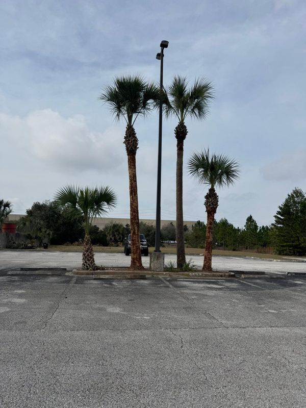 Tree Trimming + Removal