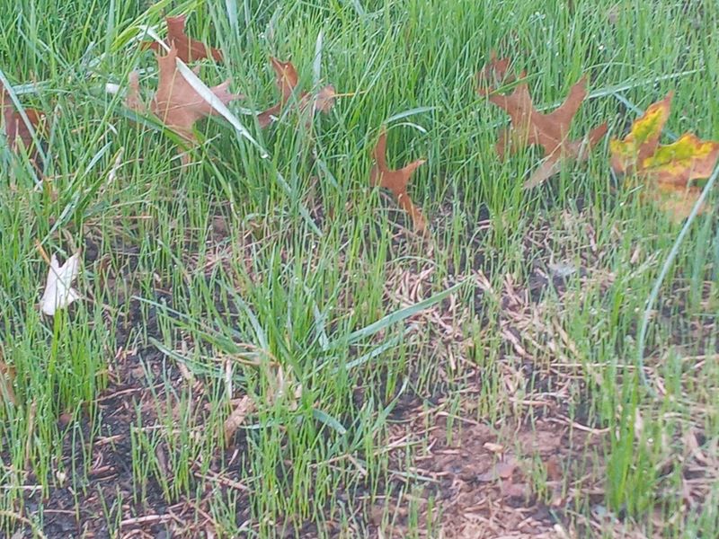 Grass Up