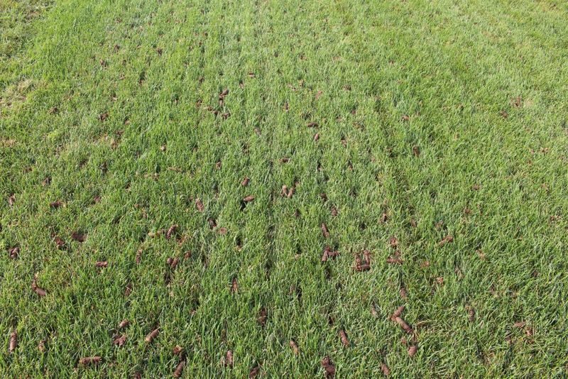 Aeration Services