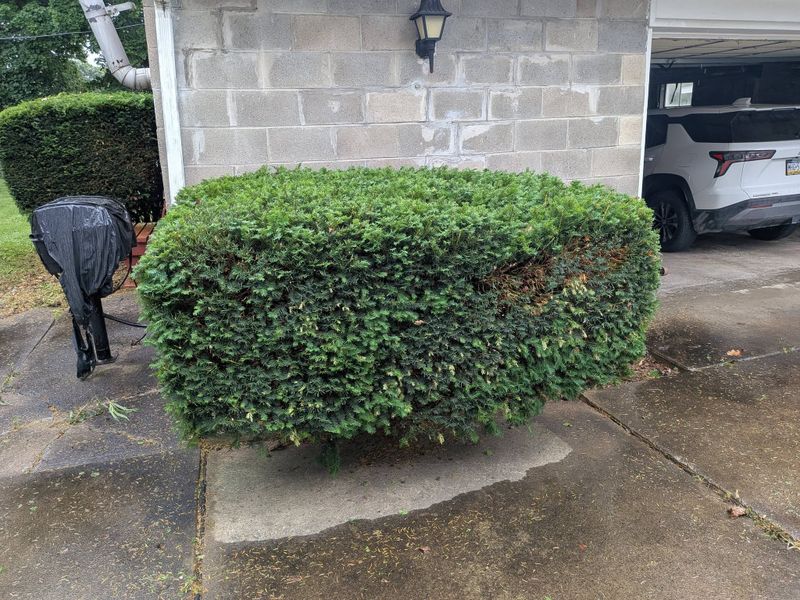 Tree & Shrub Care