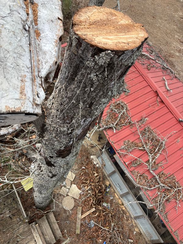 Tree Trimming
