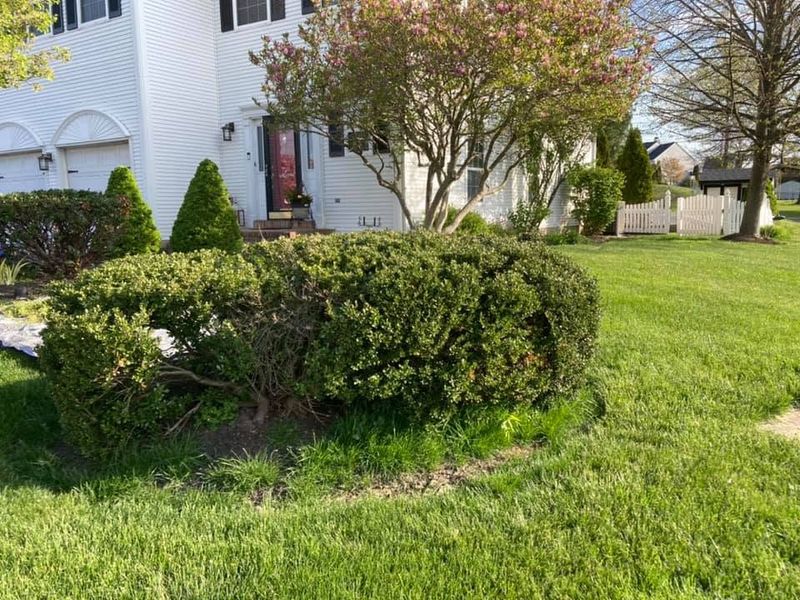 Tree & Shrub Care