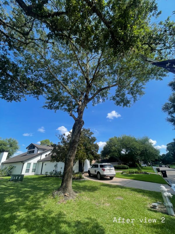 Tree Trimming & Removal