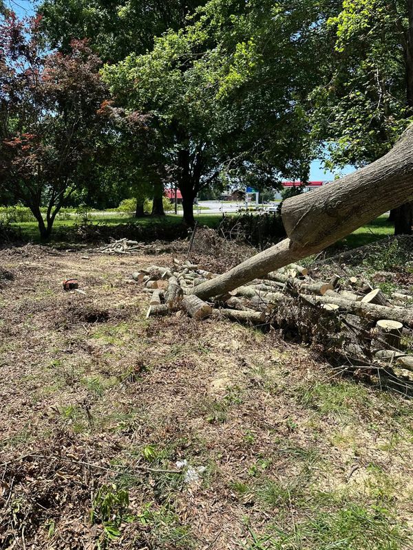 Tree Services