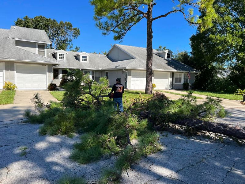 Tree Services