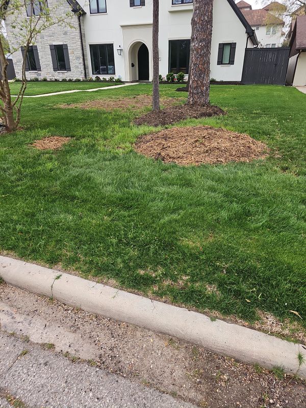 Tree Removal gallery