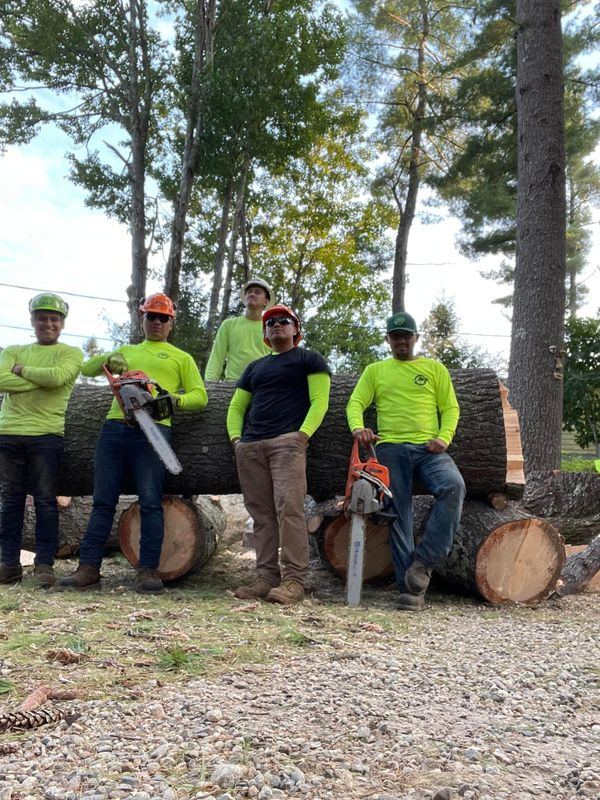 Tree Removal gallery