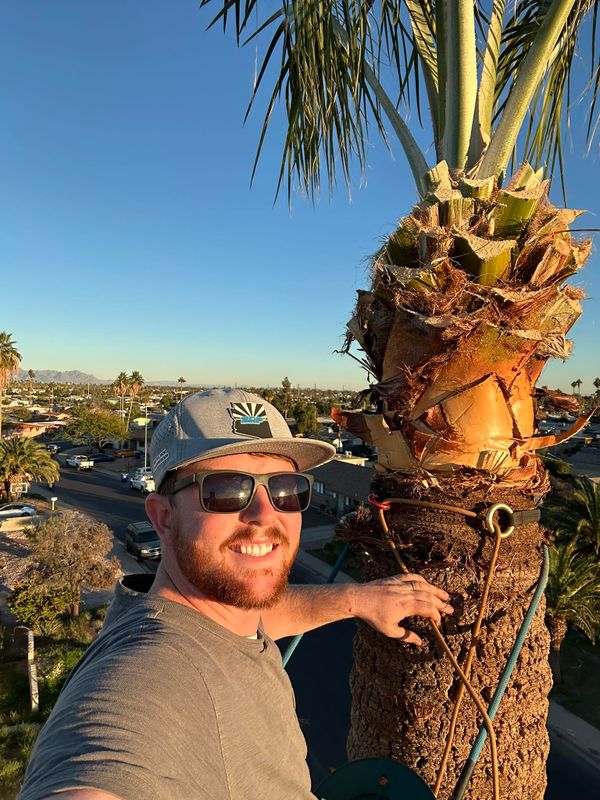 Palm Tree Trimming