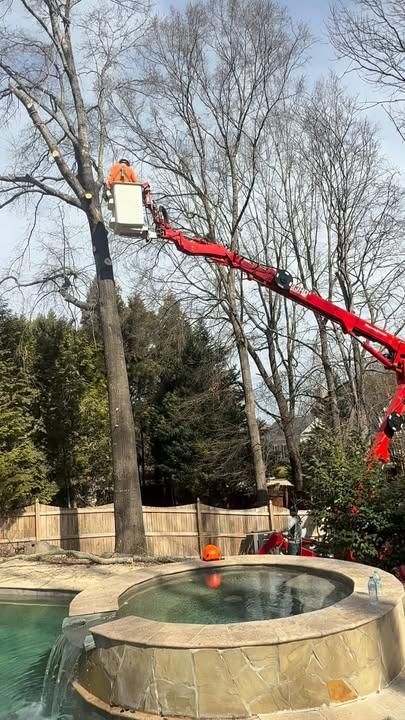 Commercial Tree Care