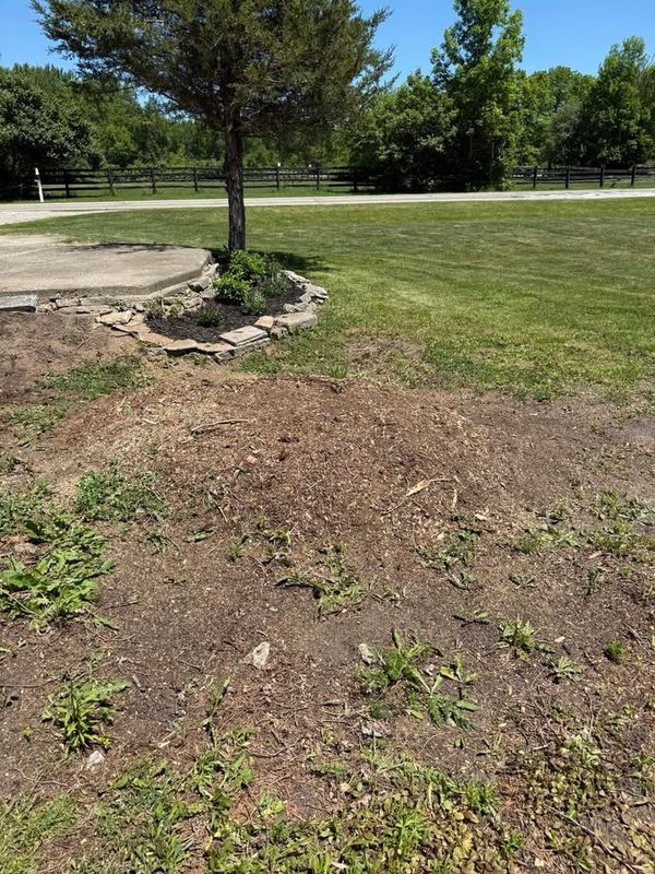 Stump Removal
