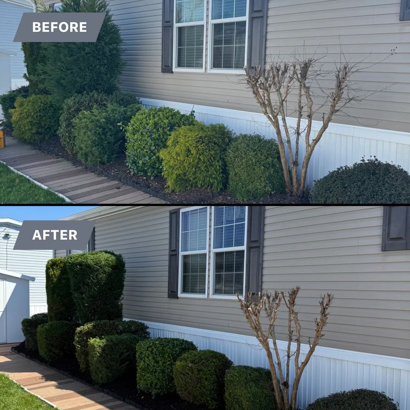 Tree & Shrub Care