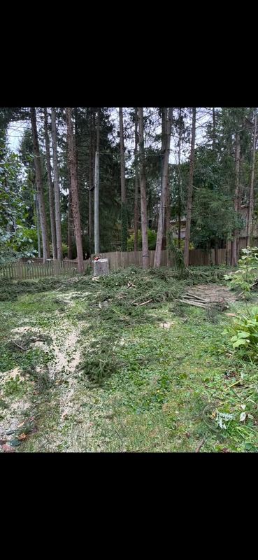 Tree Removal