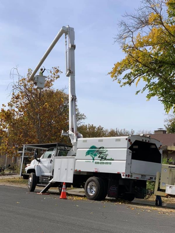Tree Removal gallery