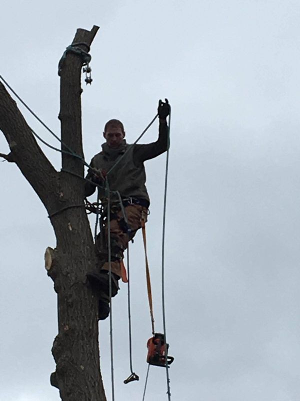 Tree Trimming