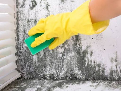 Mold Remediation