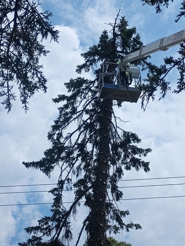 Tree Removal gallery