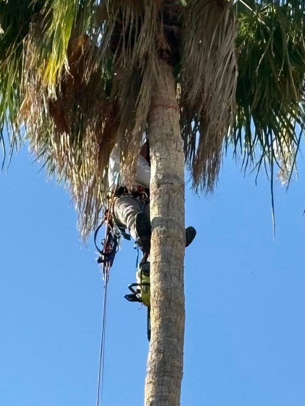 Palm Tree Trimming