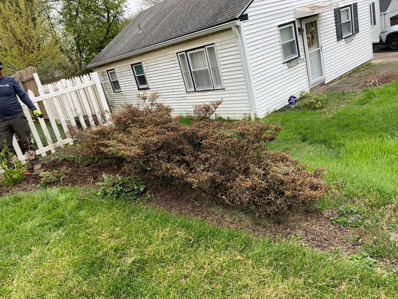 Hedge Trimming