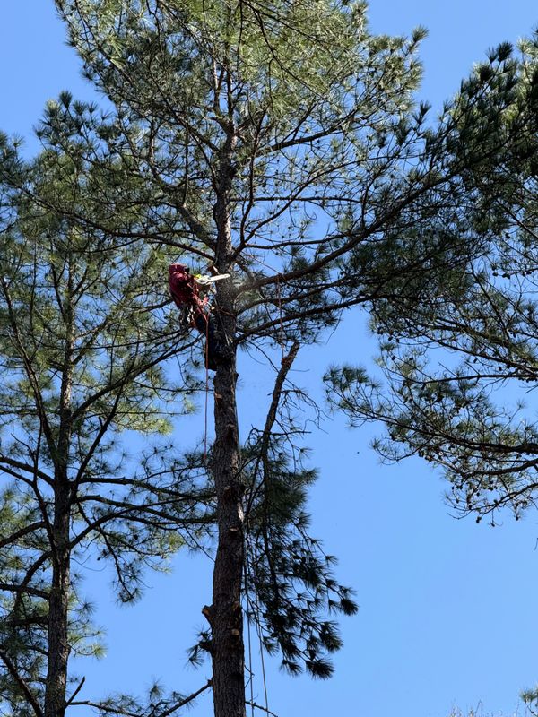 Tree Removal