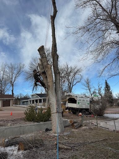 Tree Removal