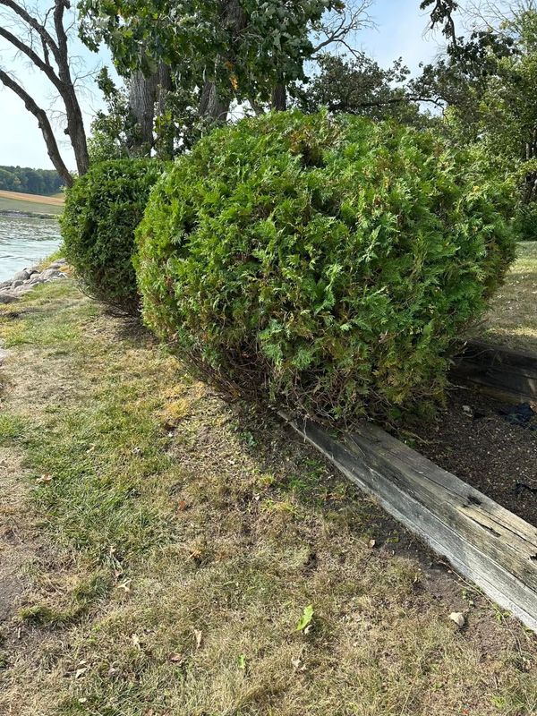 Shrub Trimming