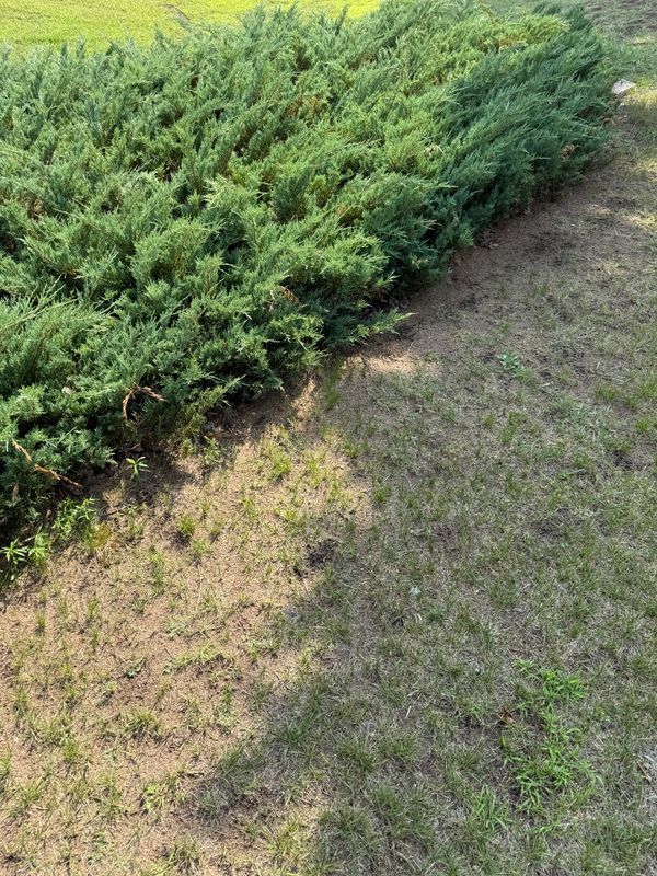 Land Clearing und Grading