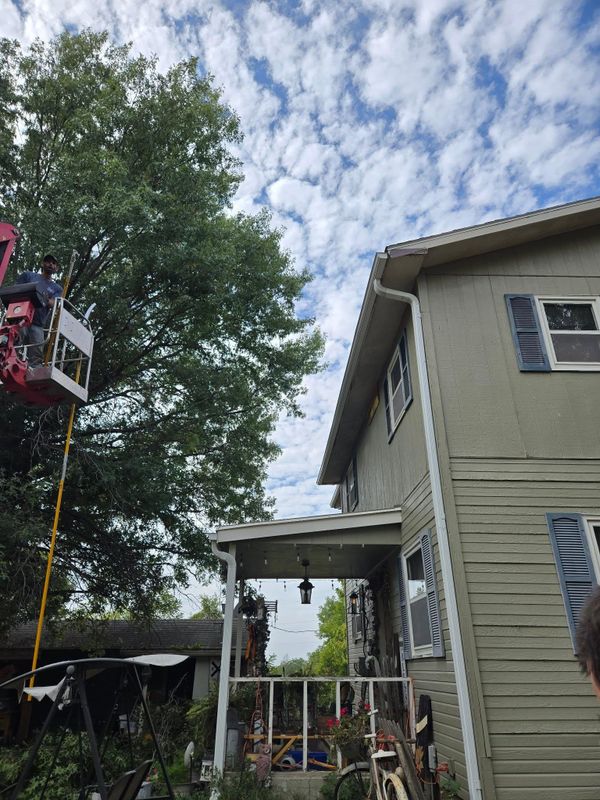 Tree Trimming