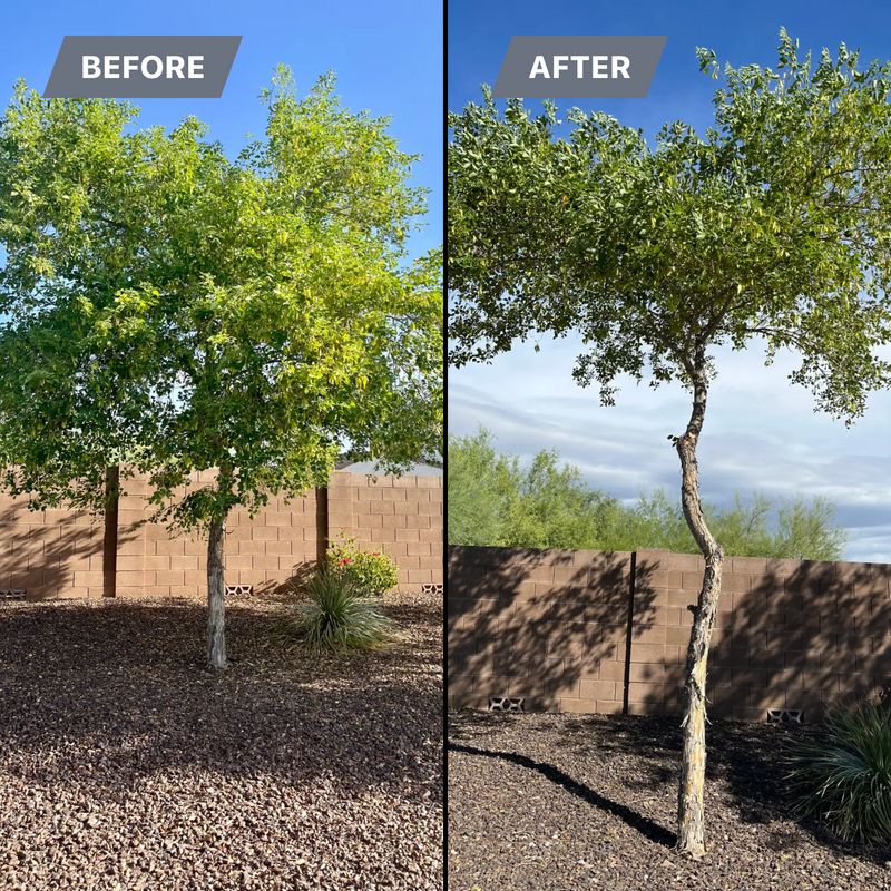 Tree & Shrub Care