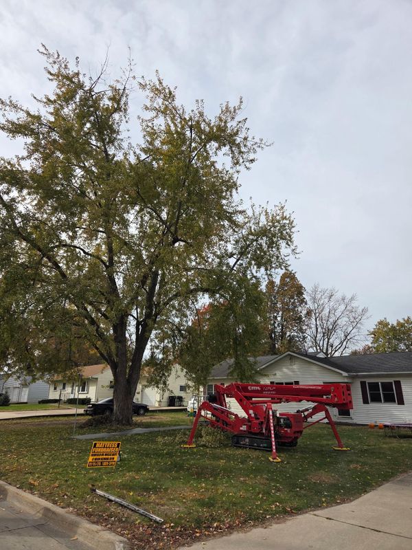 Tree Trimming