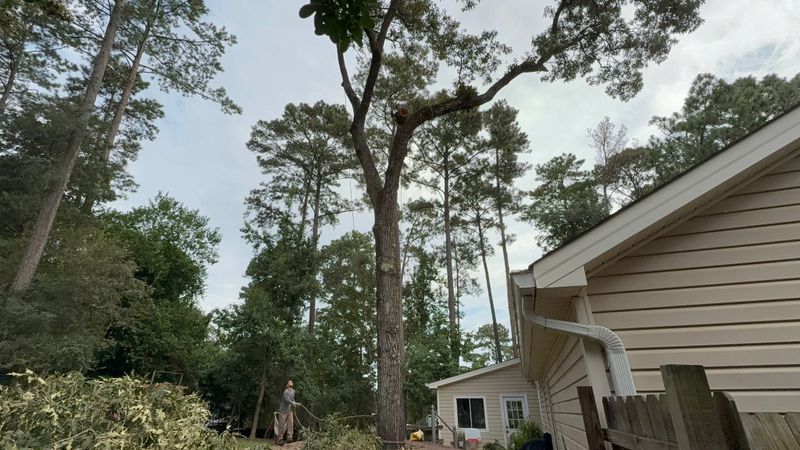 Tree Trimming