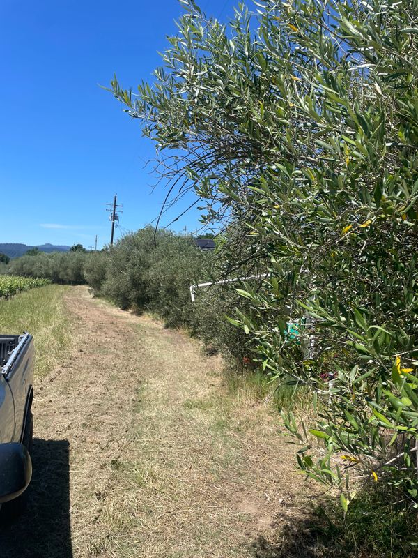 Olive Tree Care