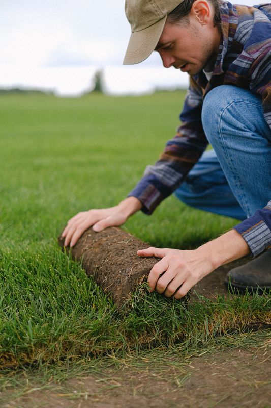 Lawn Renovation