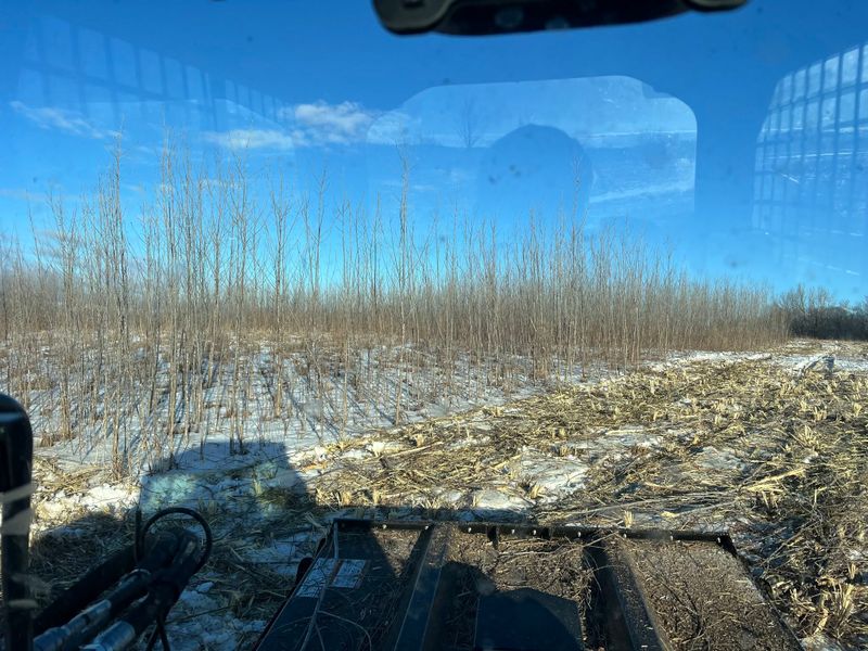 Brush Mowing