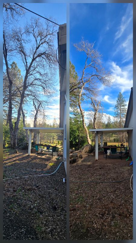 Hazardous Tree Services