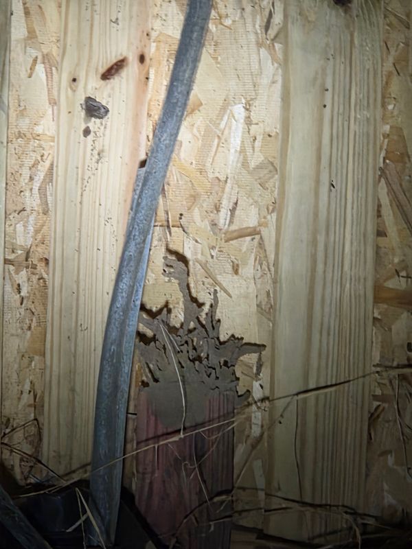 Termite Inspection & Treatment