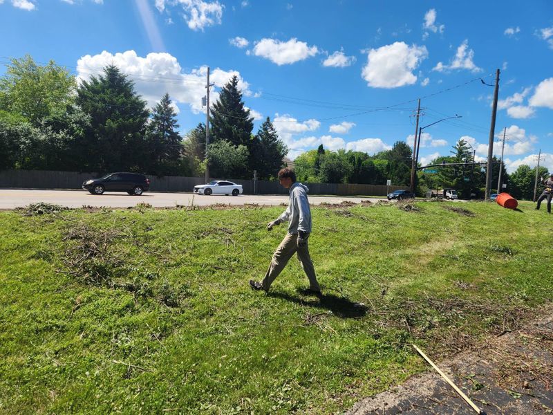 Tree Removal