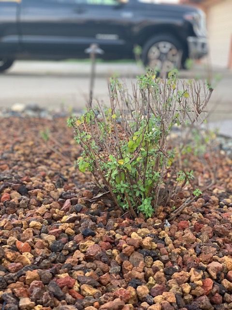 Drought Tolerant Landscapes