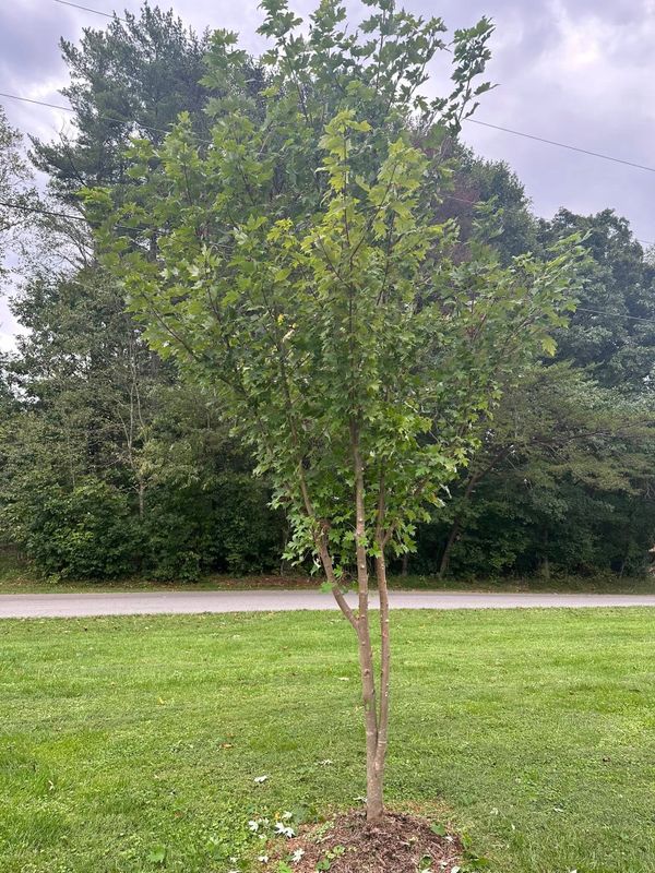 Tree Trimming