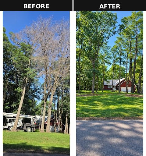 Tree Removal