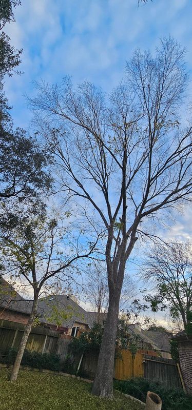 Tree Trimming