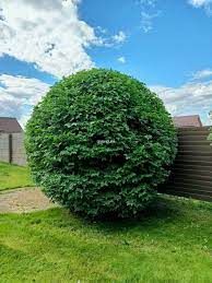 Shrub Trimming