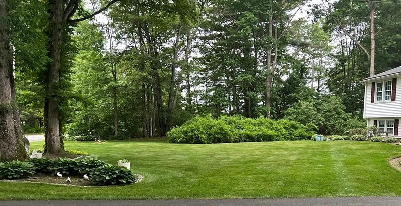 Lawn Maintenance