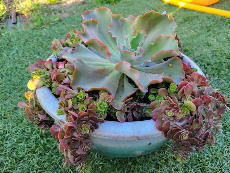 Custom Plant Bouquets