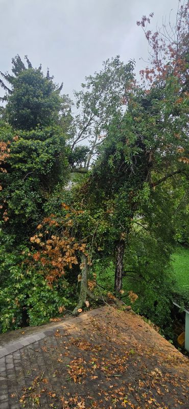 Tree Removal