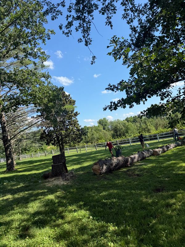 Tree Removal